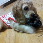(코카)똥꼬발랄했던 다린이가 돌아왓쓔요ㅎ