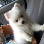 강원도 차시견 스피츠 호두이야기