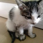 아기 길냥이를 제발 도와주세요 (제발 톡되게 부탁드려요....)