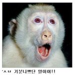 님들 자꾸 일본한테 <b>원숭이</b>라하지마여ㅡㅡ