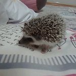 ★★★9마리 새끼들을 남기고간 어미 고슴도치★★★