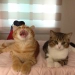 2편★ [냥냥남매 리오 리지]  미묘냥 리지 사진 대방출!!