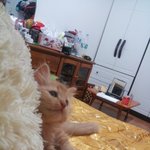 @@@@@우리집 막내 <b>치치</b>를 소개합니다@@@@@