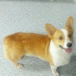 서울시 마포구) 웰시코기 <b>주인분</b> 찾아요ㅠ