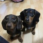 닥스훈트의 매력에 빠져봅시다^0^**