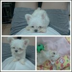 10일만에 폐사한 강아지를 책임회피하는업체(+내용추가)