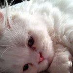 우리 <b>딸기코</b> 냥이 딸기보러 오세요~(^8^)~♥