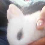 ★(사진 많음)우리<b>집</b> <b>애교</b>쟁이 토끼 쫑이를소개합니다★
