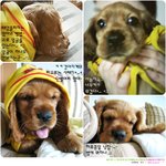 돌쇠라고 놀리지 말아요 완전 귀요미임.(사진대방출!!)