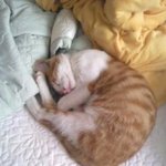 고양이 찾아요!