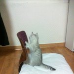 2탄  <b>실버</b>테비 레미의 육아일기 (똥꼬발랄)