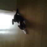 저도 우리집 고양이 자랑요