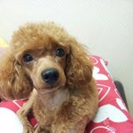 저희 <b>따리</b>를 찾습니다. 도와주세요..