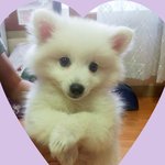 우리집 사랑스러운 강아지 스피츠 꾸꾸를 소개 합니다.