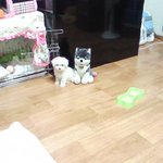 브라우니의 <b>수난</b>~ (원조 브라우니~)