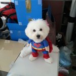 삼돌이 관련 댓글에 관하여....반성합니다