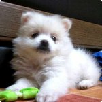 ###  화이트<b>포</b><b>메</b>? '꽁이'를 소개합니다 ###