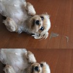 (스압주의..)아코 귀여<b>워라</b> 우리 아가들