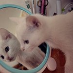 중국에 살고있는 몽쉘통통 2