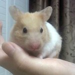 <b>멘붕</b>하는 햄스터 보셨나요?ㅋㅋ