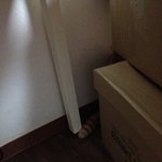 3편 냥냥남매 리오&amp;리지의 숨바꼭질