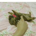 닥스훈트 <b>장모</b> ! 장가 보내고 싶어요 ㅜㅜ