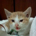 길냥이 <b>금이</b>, 운명적인 만남과 지금까지의 풀스토리, 보실래요?