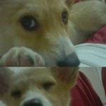 ★★★★(사진有)이시대의 초특급캐깜쮜기 아퉈미를 소개할게요★★★★