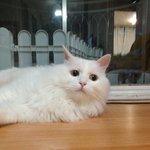 송중기씨 닮은 우리 고양이