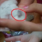 제발 도와주세요 햄스터가 아픈데 어떻게 해야할지 모르겟네요 ㅠㅠ