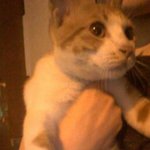 길 고양이에게 주인을 찾아줬어요!