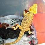 올해는 용의 해라던데 도마뱀으로 입학사정관 도전한 이야기