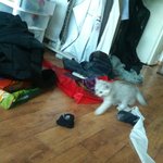 3탄 고양이 <b>레미</b>의 육묘 일기( 질풍노도의 <b>레미</b>)