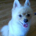 울산<b>동구</b>에서 강아지의 주인을 찾습니다 !