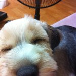 매력터지는 우리집 <b>순둥이</b> 소개할까요ㅋㅋ