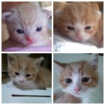 울고양이들의 아갱이시절 (유봉이 앙즈 추석특집판)