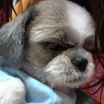 강아지를 찾습니다(전북 익산시) 제발 한번만 읽고 관심을 가져주세요...