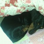 버려진 강아지 데려왔습니다.[입양완료]