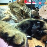 [[고양이 판]] 제 아들 미남 이예요 :d