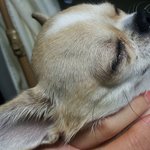제 강아지 눈이 이상합니다 도와주세요