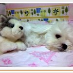 브라우니 어릴적...<b>with</b> chanbi