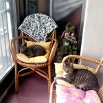 <b>동구</b>)아파트 근처 러시안 블루 고양이를 보신 분은 꼭 연락주세요...