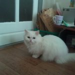 꽃고양이 <b>복실</b>양