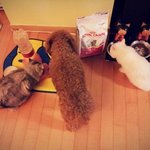 사진有)) 개한마리+고양이 일곱마리!!