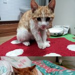 길거리 고양이가 자꾸 쫒아오길래..(사진有)