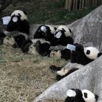 귀엽게 <b>식사</b>하는 동물 모음.jpg