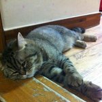 [[고양이판]] 울 아들 <b>미나미</b> 자는 모습이용 ~ ㅋㅋㅋ