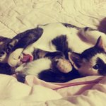 ◈◈아기고양이 데려가실분 없나요?◈◈