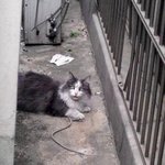 [수원시 지동]<b>동네스타</b> 길냥이 동구를 데려가신분찾아요.