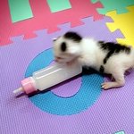 [냥판] <b>대두</b>김용배의 지난 2년 6개월 ㅋㅋㅋㅋㅋ